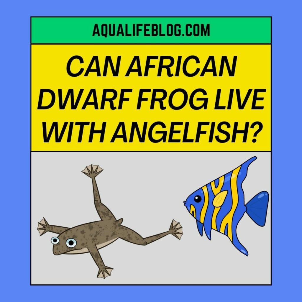 Can African Dwarf Frog be Kept with Angel fish