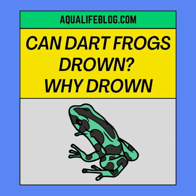 Can Dart Frogs Drown? (why they may drown) Aqualife