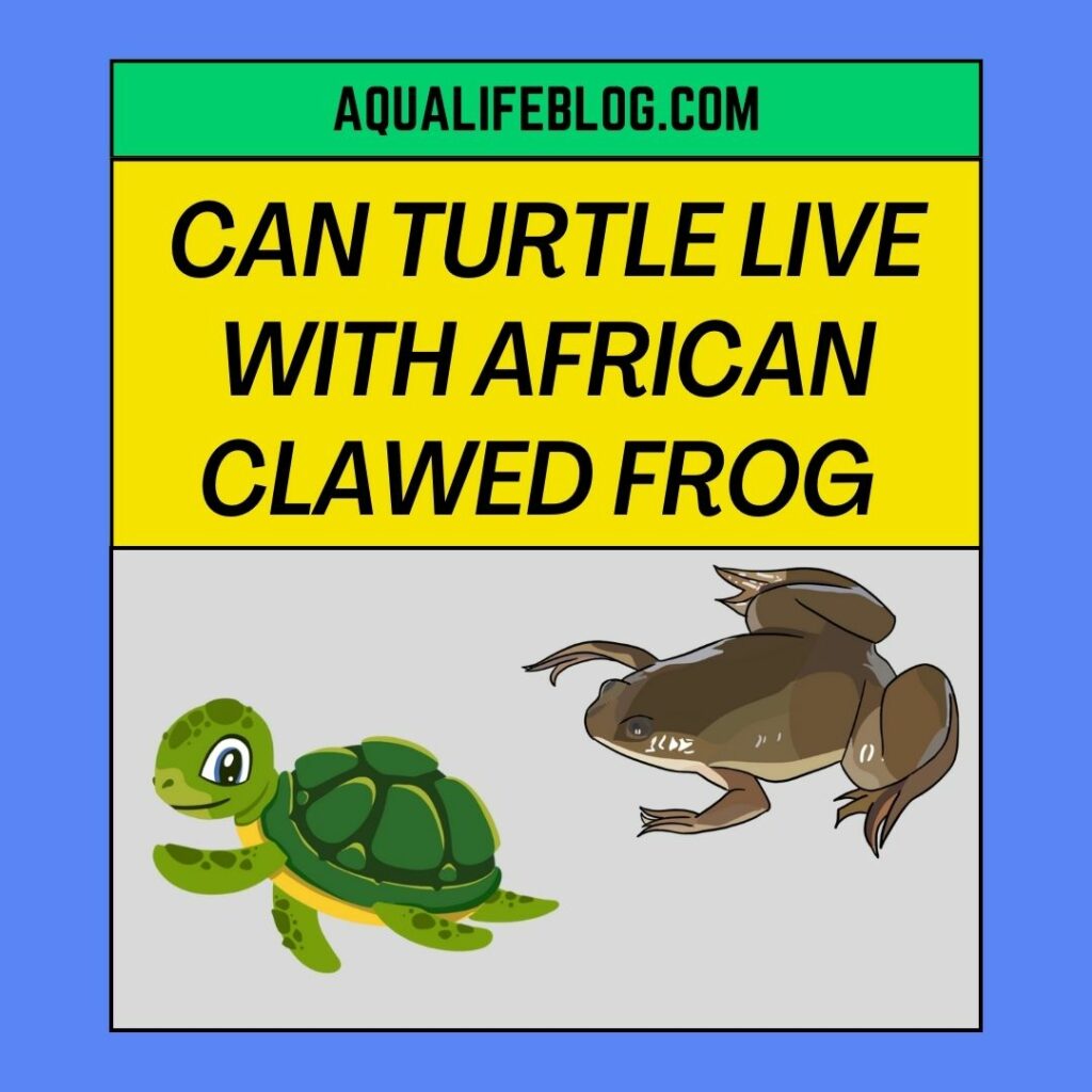 Can Turtle live with African Clawed Frog (Can turtles live with frogs)