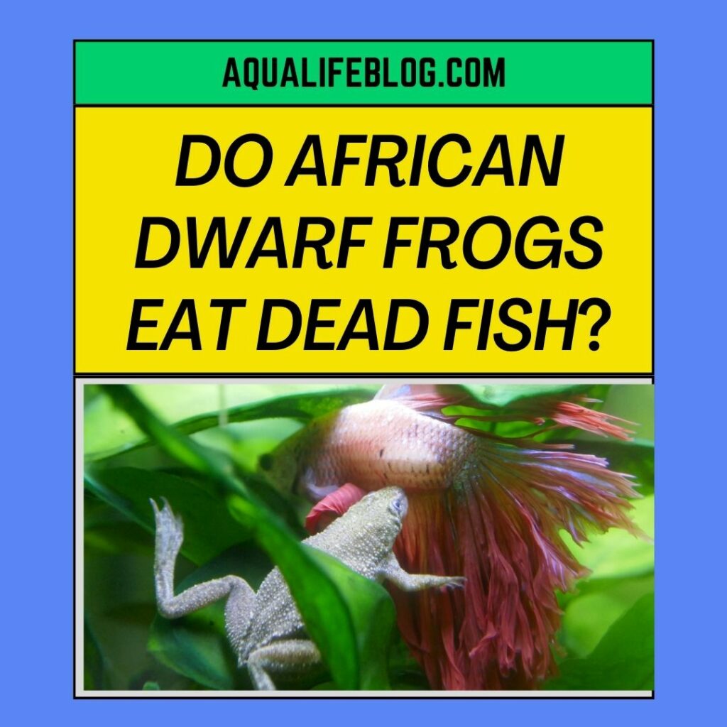 Do African Dwarf Frogs Eat Dead Fish