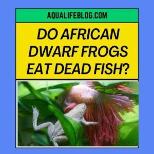 Do African Dwarf Frogs Eat Dead Fish