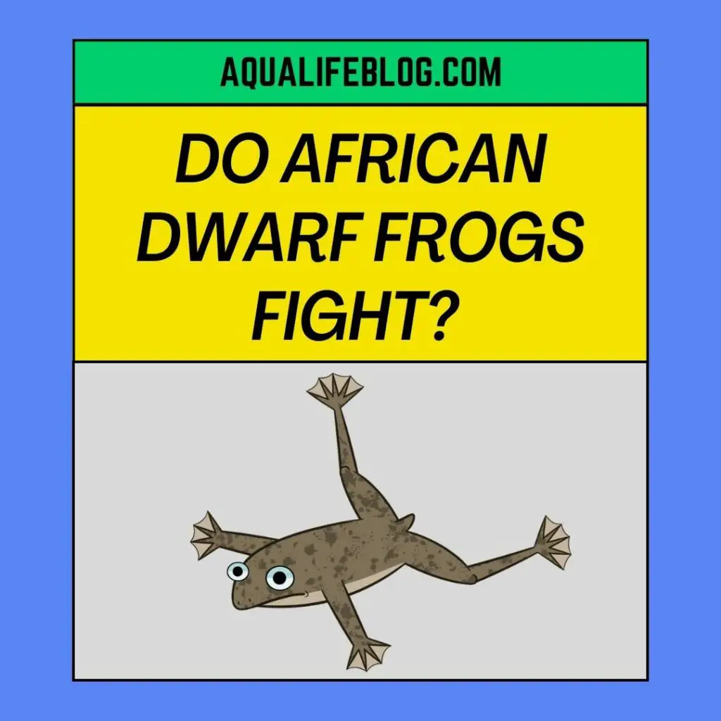 Do African Dwarf Frogs Fight ( Why They Seems To Fight Each Other)