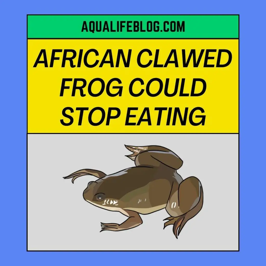African Clawed frog Could Stop Eating