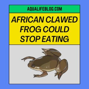 African Clawed frog Could Stop Eating