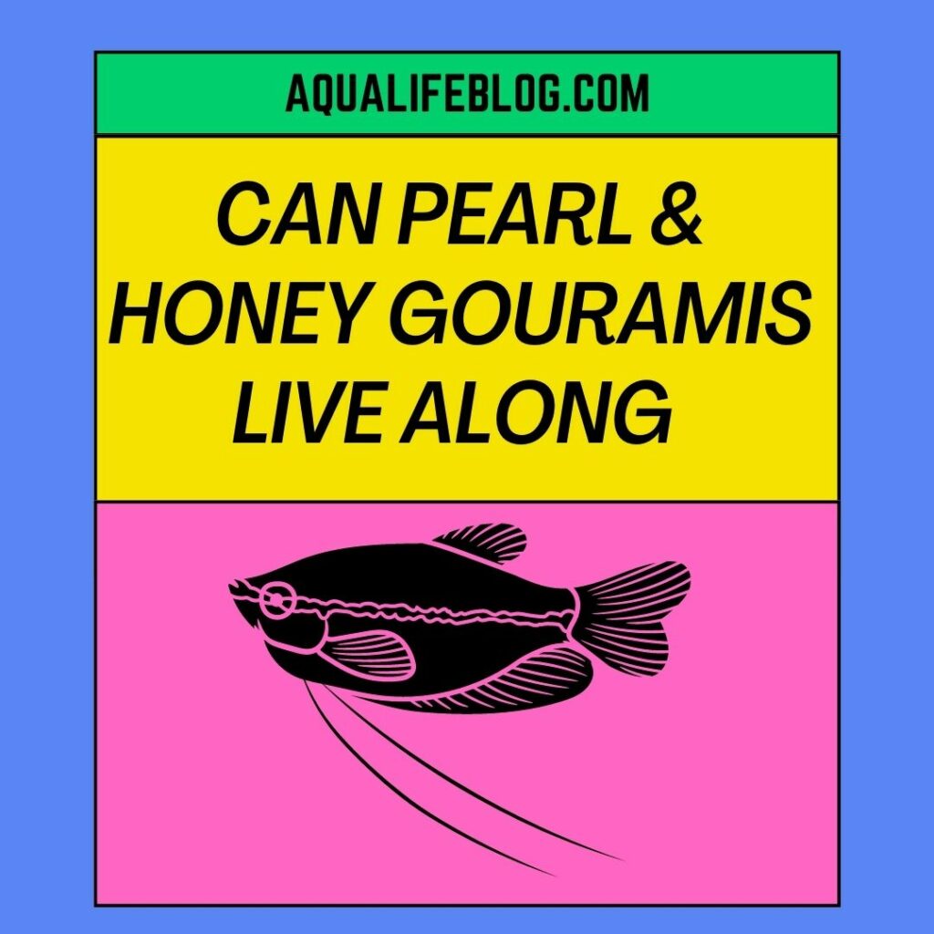 Can Pearl Gouramis live with Honey Gouramis