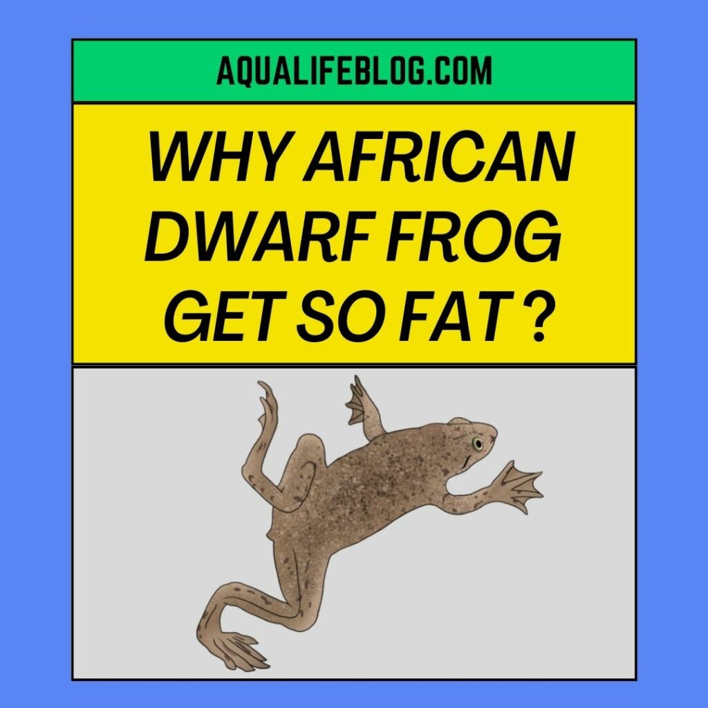 Why African Dwarf Frog Could Get So Fat
