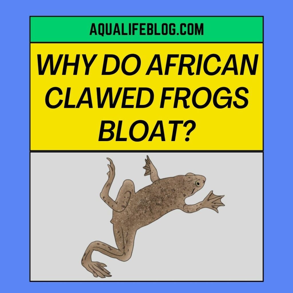 Why Do African Clawed Frogs Bloat