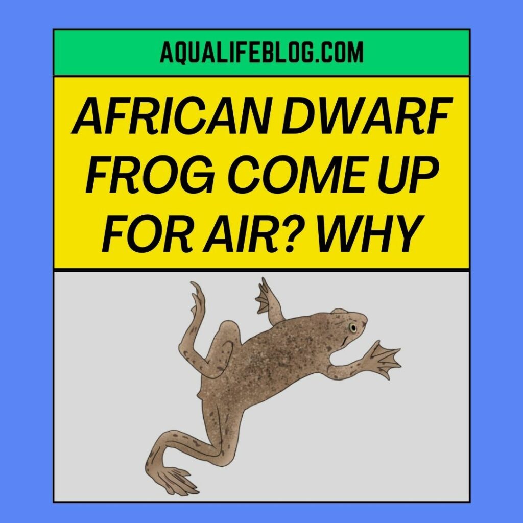 African Dwarf Frog Keep Coming Up For Air