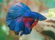 Can Bettas live with tiger barbs? 