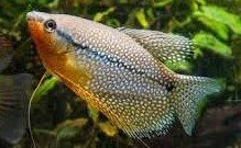 Can Gourami change color? 