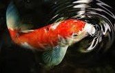Can Koi be kept with sunfish? 