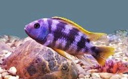 Can Cichlids live with hermit crabs? 