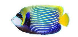 Can Angelfish live with Butterflyfish? 