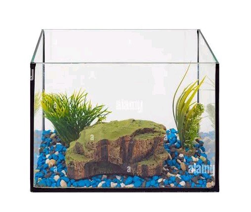 pets-for-3-gallon-tank-which-animals-could-live-in-a-3-gallon-tank