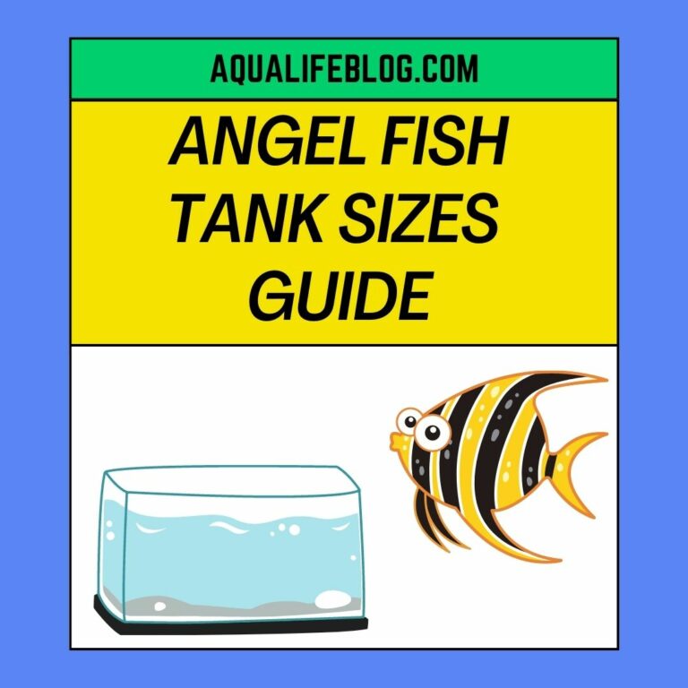 Tank Sizes For Different Number Of Angel Fish