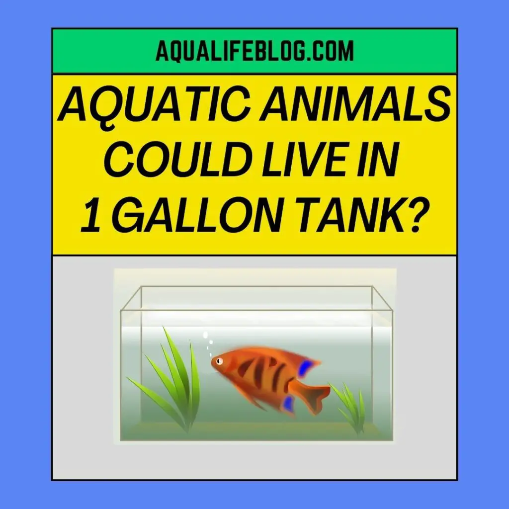 Aquatic Animals could Live in a 1 Gallon Tank