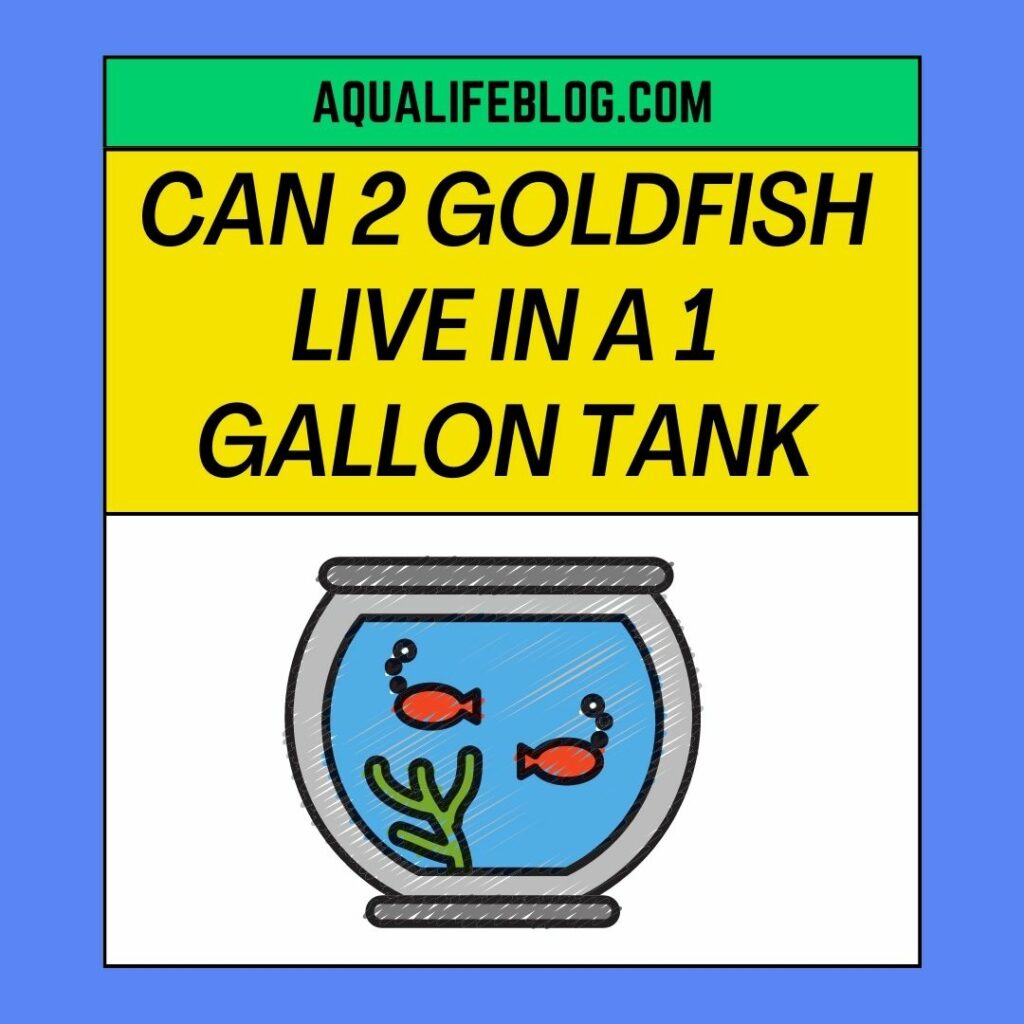 2 Goldfish Live In A 1 Gallon Tank