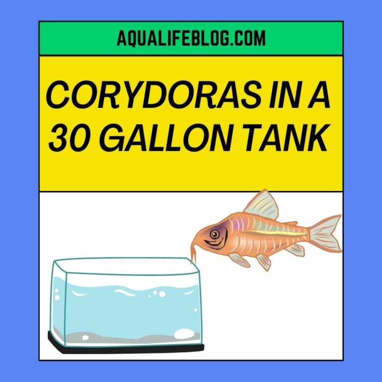 How Many Corydoras Should Be Kept In A 30 Gallon Tank