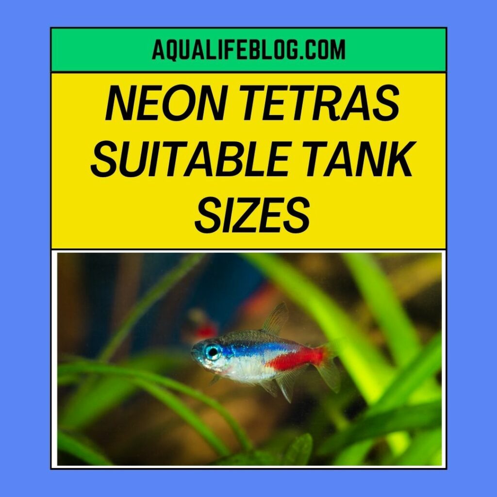 Neon Tetras Suitable Tank Sizes