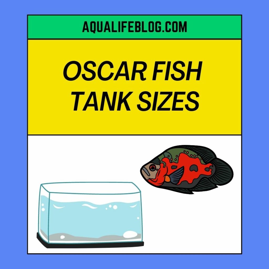 Oscar Fish Tank Sizes