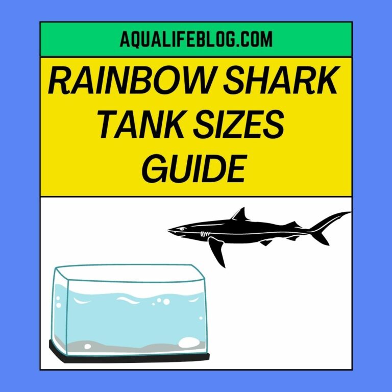 Rainbow Sharks Tank Sizes (How many Rainbow Sharks in a 55 gallon tank?)