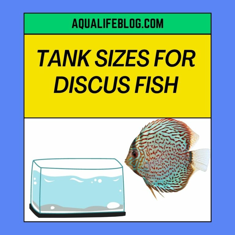 Tank Sizes For Different Number Of Discus Fish( how many Discus should be in a 55 gallon tank?)