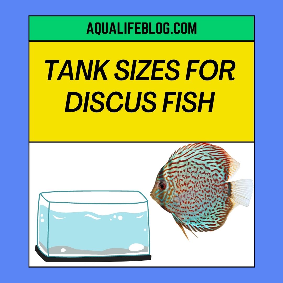 Tank Sizes For Different Number Of Discus Fish( how many Discus should