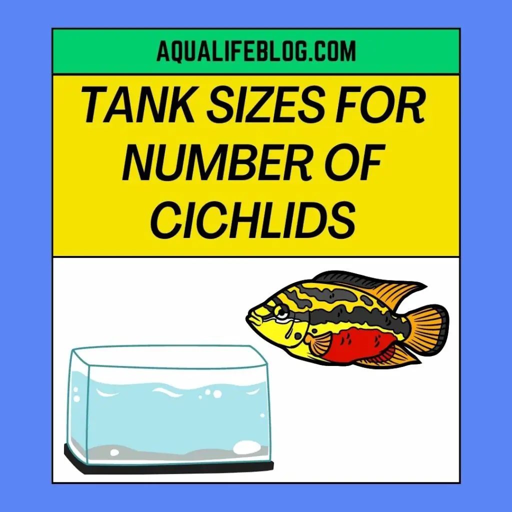 Tank Sizes For Number of Cichlids