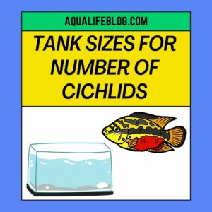 Tank Sizes For Number of Cichlids
