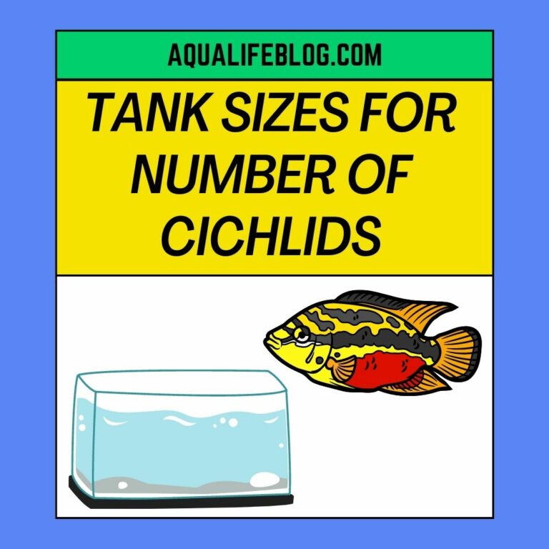 Suitable Tank Sizes For Different Number of Cichlids ( how many cichlids should be kept in a 50 gallon tank)