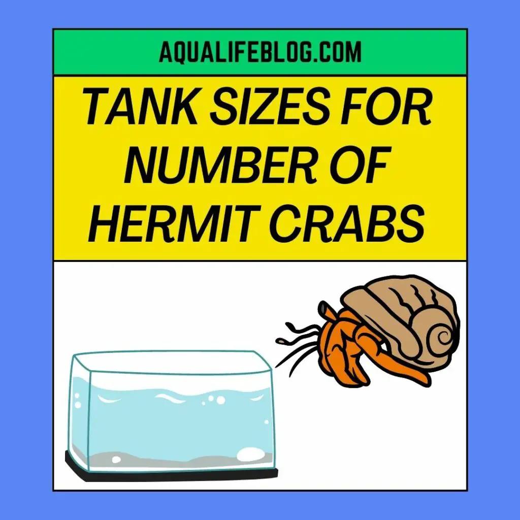 Tanks Sizes for Hermit Crabs