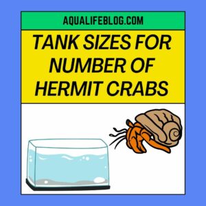 Tanks Sizes for Hermit Crabs