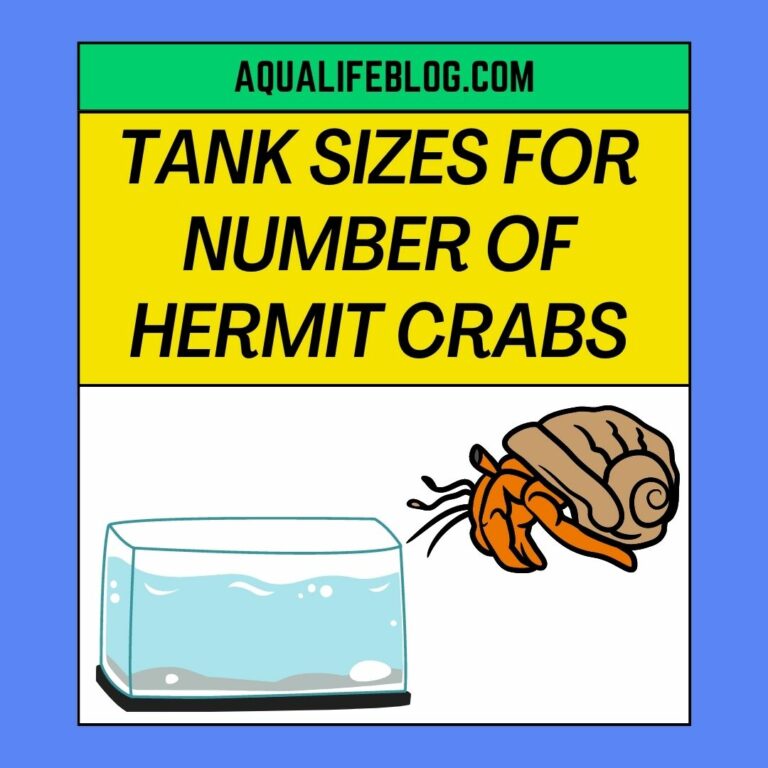 how many hermit crabs can live in a 75 gallon tank?)