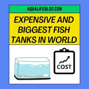 Expensive And Biggest Fish Tanks In The World