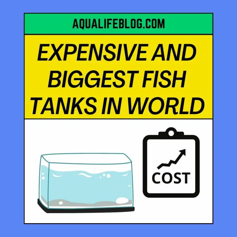 8 Most Expensive And Biggest Fish Tanks In The World