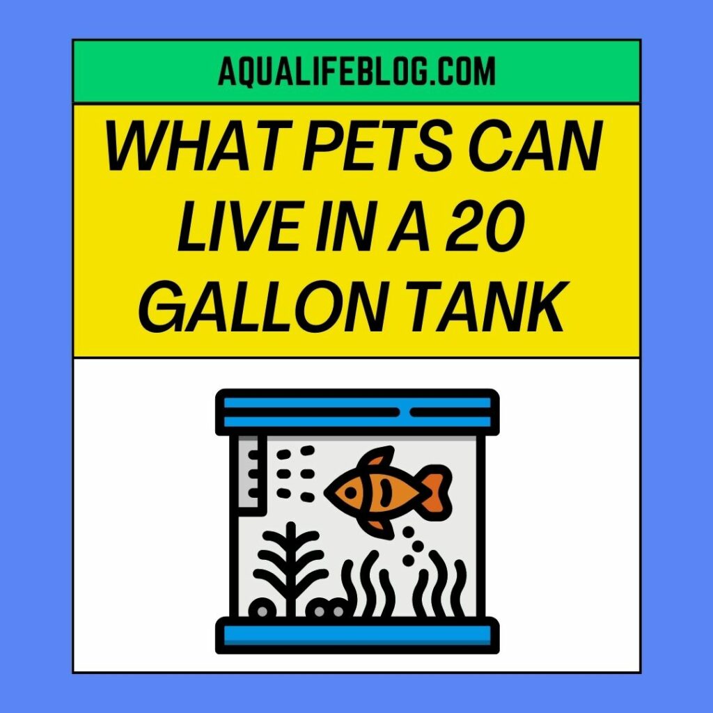 What Pets Can Live In A 20 Gallon Tank