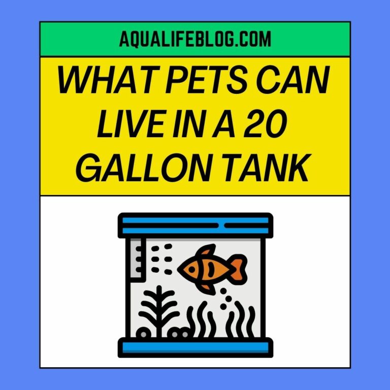 What Pets Can Live In A 20 Gallon Tank?