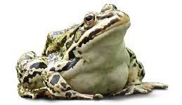 Can Bullfrogs Eat Hornets? 