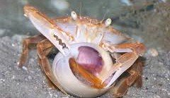 Do Fiddler Crabs eat Snails?