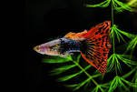 Do Guppies change color? 