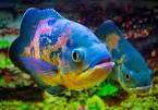 Can Oscar fish live In saltwater?