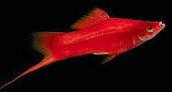 can platy fish and Swordtail fish breed?