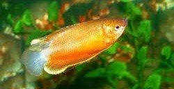 Do Honey Gourami jump? 