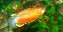 Why is my Gourami glass surfing? 