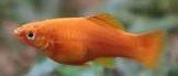 Why is my swordtail swimming backwards? 