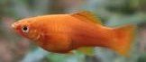 Why do swordtail fish jump out of the tank? 