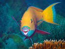 Can You Eat Parrotfish?