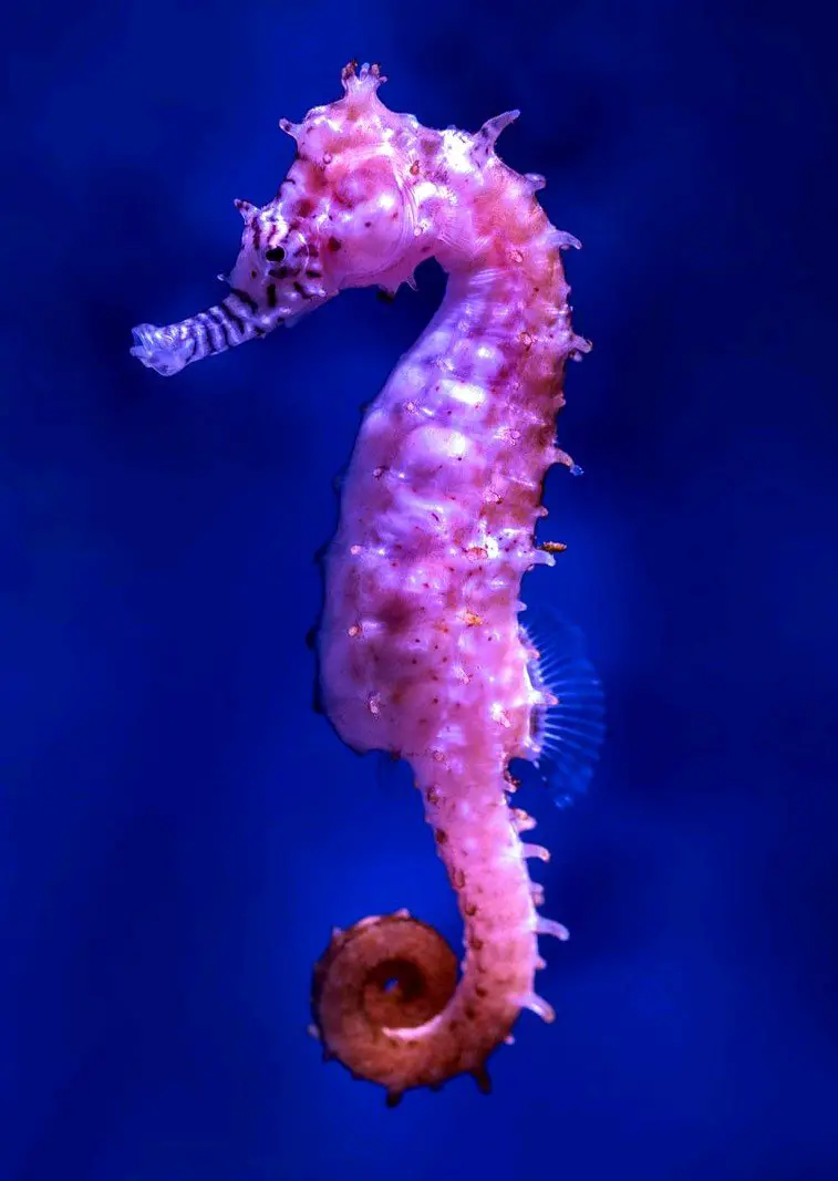 Can Seahorses Live With Starfish? 