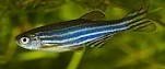 Are Danios Nocturnal? why they may be moving about at night