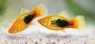 Do Platy Fish Kill Each Other? 